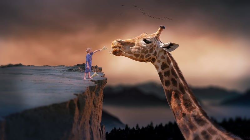 Imaginative Creations